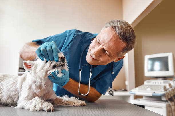 Best Mobile Emergency Dentist in University Place, WA